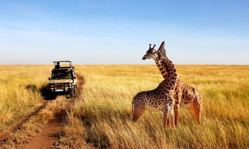 Tanzania-safaris.jpg