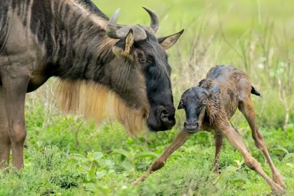 2-Day Fly-in Serengeti and Ndutu Safari from Zanzibar