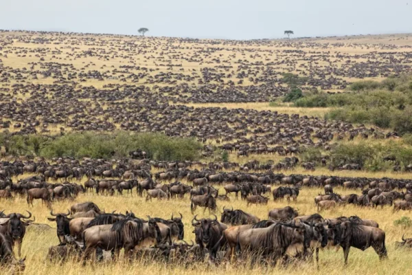 8-Day Tanzania Safari: Tarangire, Serengeti, Ngorongoro and Materuni