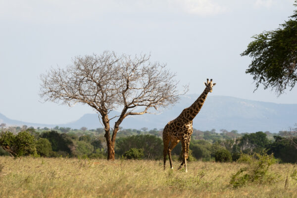 4-Day Tanzania Luxury Safari: Serengeti and Ngorongoro Crater