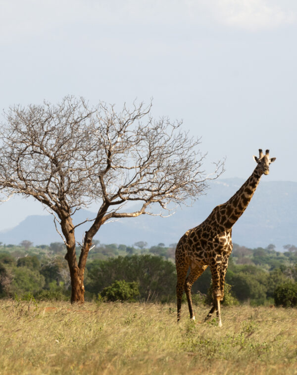 4-Day Tanzania Luxury Safari: Serengeti and Ngorongoro Crater