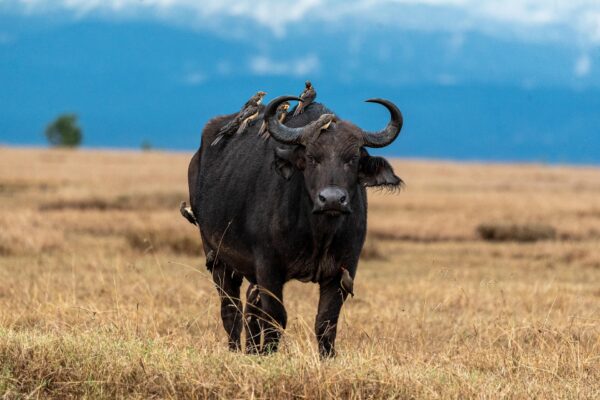 1-Day Ngorongoro Crater Safari from Arusha