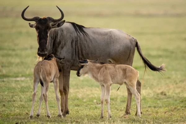5-Day Tarangire, Serengeti and Ndutu Calving Season Safari