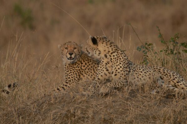 6-Day Tarangire, Ngorongoro and Serengeti Safari