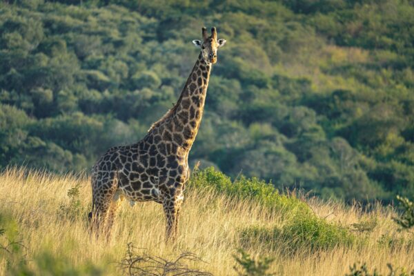 2-Day Tarangire and Ngorongoro Safari from Zanzibar