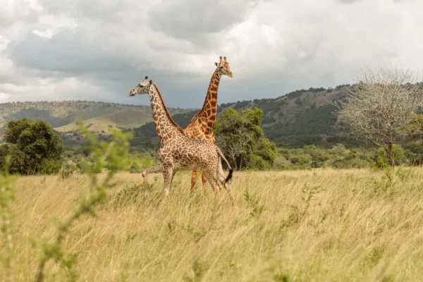1-Day Arusha National Park Safari