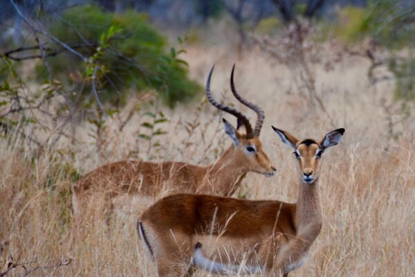 2-Day Fly-in Serengeti and Ngorongoro Safari from Zanzibar