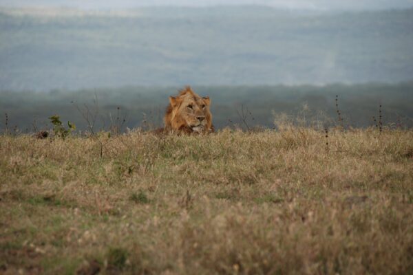 7-Day Luxury Tanzania Safari with Three Nights in the Serengeti