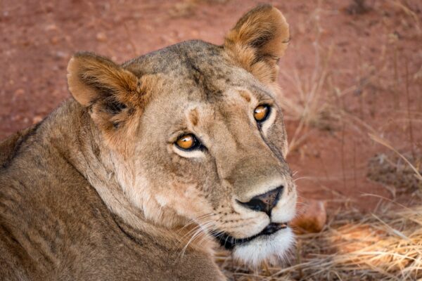 2-Day Tarangire and Ngorongoro Crater Safari