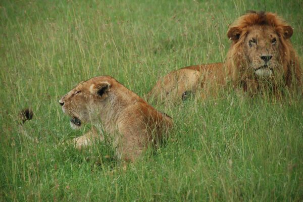 8-Day Tanzania Safari and Zanzibar Beach Holiday