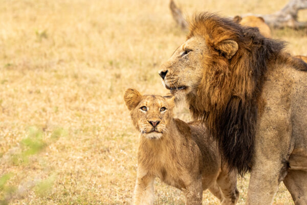 5-Day Tanzania Safari: Lake Manyara, Serengeti and Ngorongoro Crater