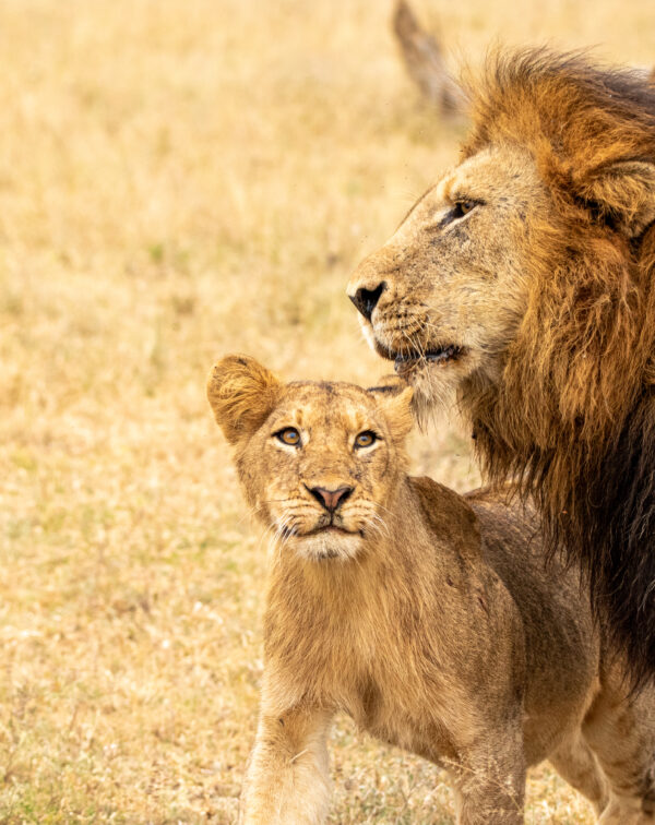 5-Day Tanzania Safari: Lake Manyara, Serengeti and Ngorongoro Crater