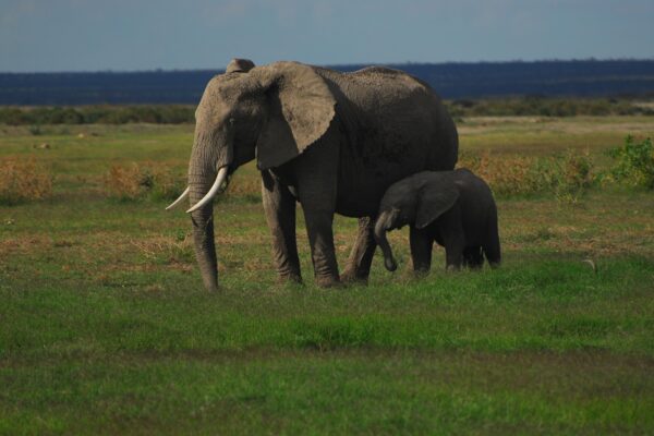 5-Day Luxury Tanzania Safari: Tarangire, Serengeti and Ngorongoro