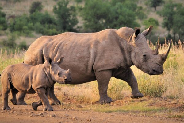 7-Day Northern Tanzania Safari: Tarangire, Serengeti, Ngorongoro and Lake Manyara