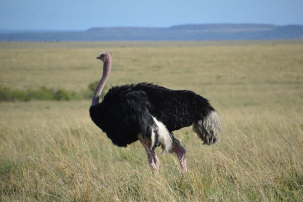 3-Day Tarangire, Ngorongoro Crater and Lake Manyara Safari