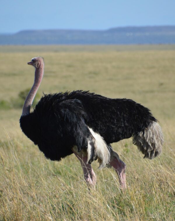 3-Day Tarangire, Ngorongoro Crater and Lake Manyara Safari