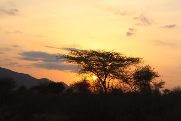 6-Day Tarangire, Lake Eyasi, Ngorongoro and Lake Manyara Luxury Safari